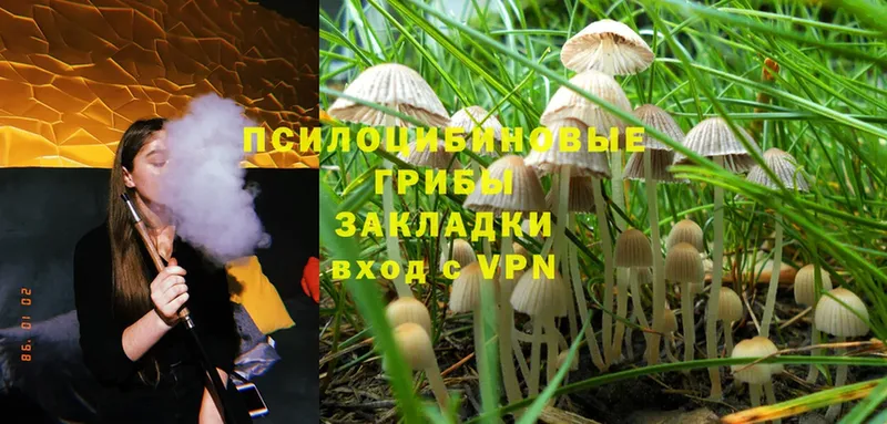 Псилоцибиновые грибы MAGIC MUSHROOMS  Ершов 